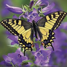 Load image into Gallery viewer, Diamond Art Kit -Butterfly 30 x 30cm - Creative Arts & Crafts