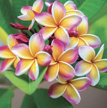 Load image into Gallery viewer, Diamond Art Kit - Frangipani 30 x 30cm - Creative Arts & Crafts