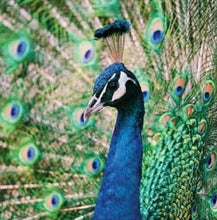 Load image into Gallery viewer, Diamond Art Kit - Peacock 30 x 30cm - Full Drill Creative Arts & Crafts