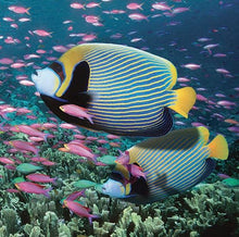 Load image into Gallery viewer, Diamond Art Kit - Tropical Fish 30 x 30cm - Creative Arts & Crafts