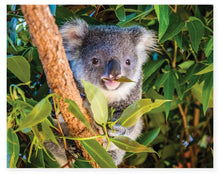 Load image into Gallery viewer, Hinkler Mindbogglers Premium 1000pc Jigsaw Puzzle Koala Australia
