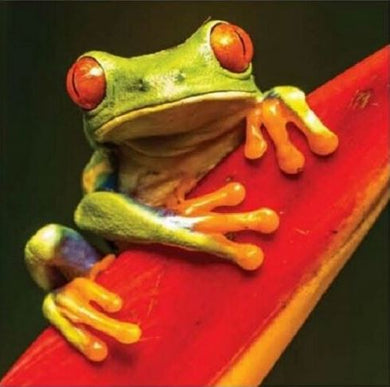 Diamond Art Kit - Frog 30 x 30cm - Partial Drill Creative Arts & Crafts