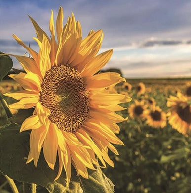 Diamond Art Kit - Sunflower 30 x 40cm - Creative Arts & Crafts